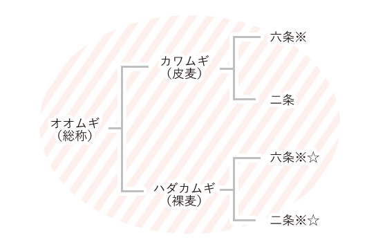 植物としての形態